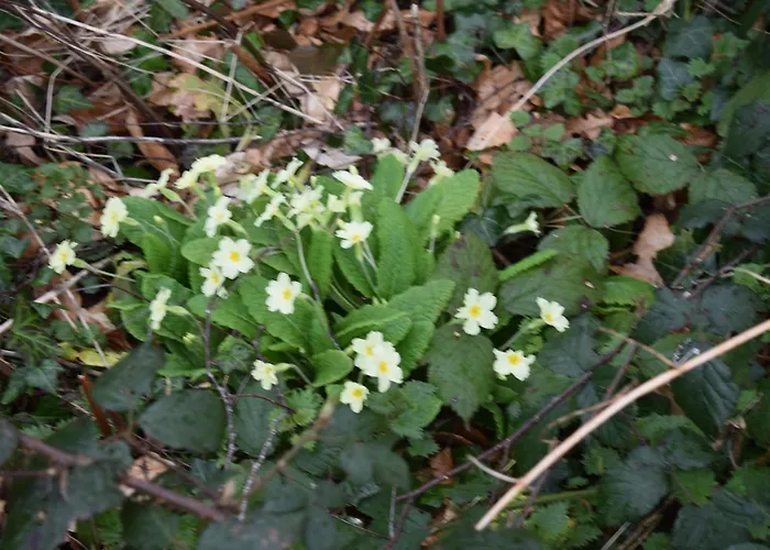 Charming 17th Century Normandy Longere In Valdalliere, Calvados *